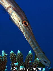 Trumpetfish (Olympus E330, Macro lens 50mm) by Henry Jager 